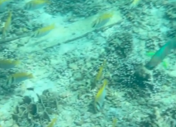 ナンユアン島の海中
